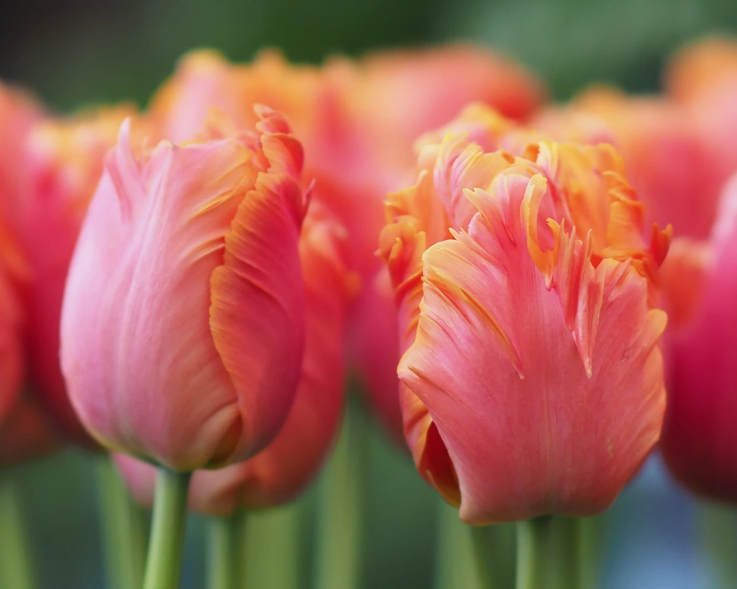 Tulip 'Amazing Parrot' - Image 12