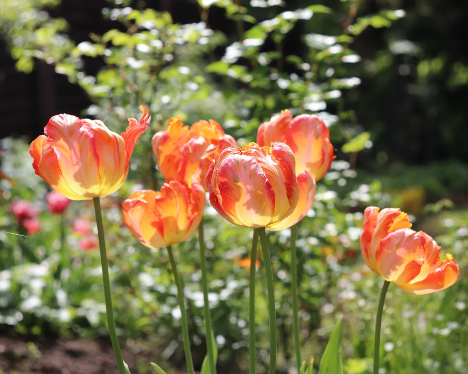 Tulip 'Amazing Parrot'