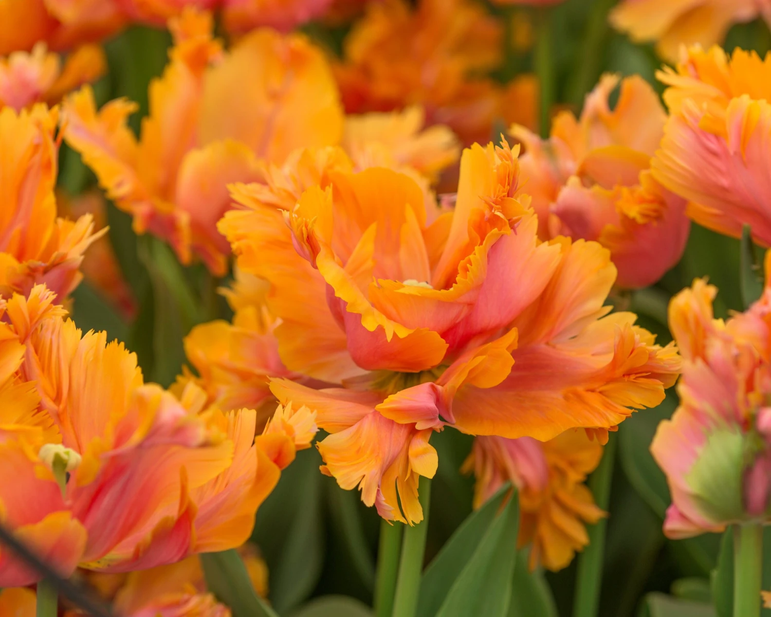 Tulip 'Amazing Parrot' - Image 5