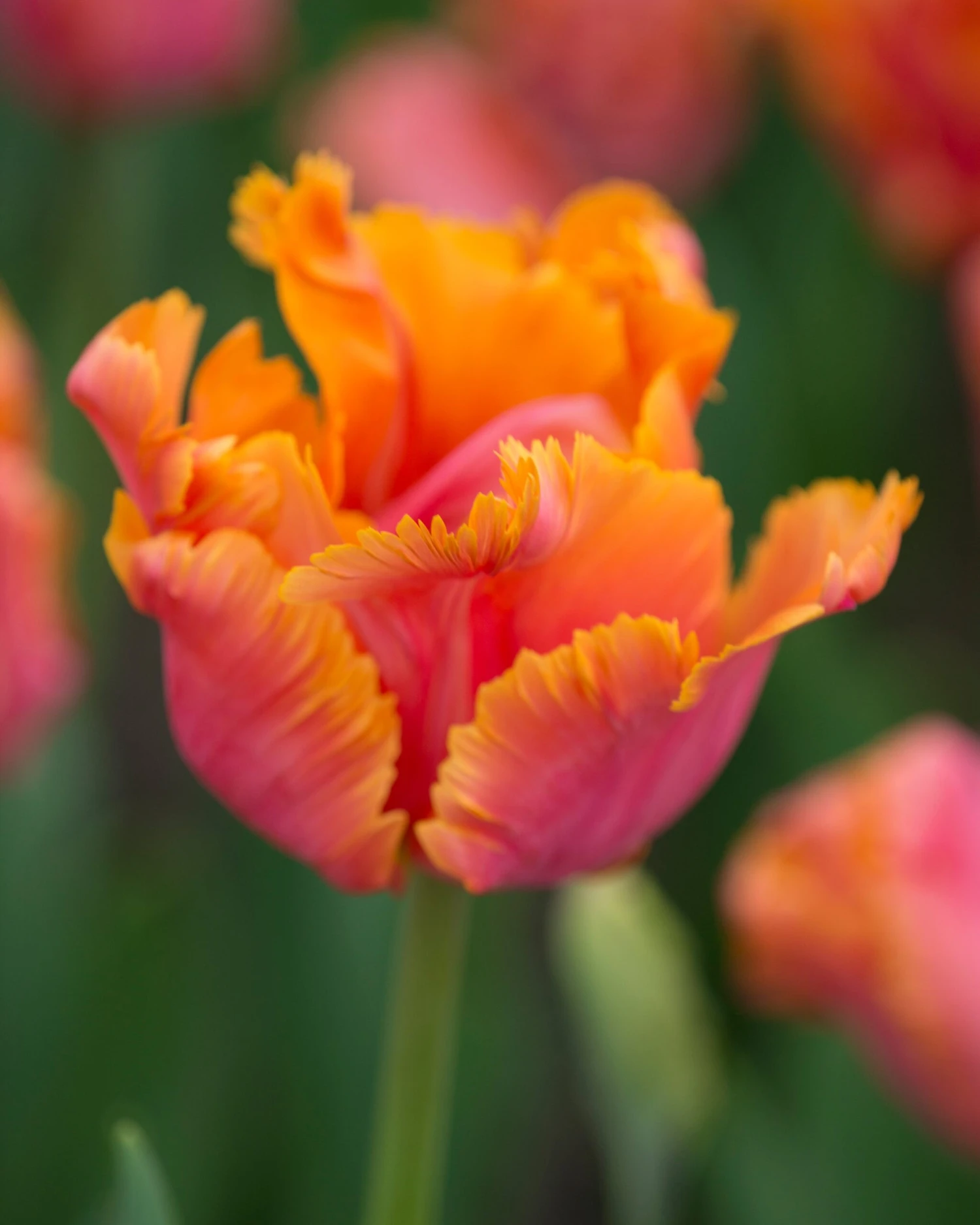 Tulip 'Amazing Parrot' - Image 3