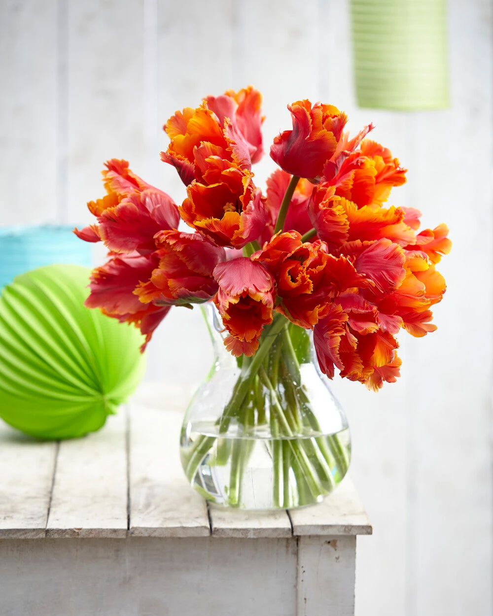 Tulip 'Amazing Parrot' - Image 11