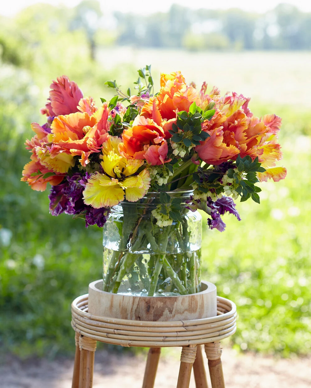 Tulip 'Amazing Parrot' - Image 7