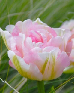 Tulip 'Angelique'