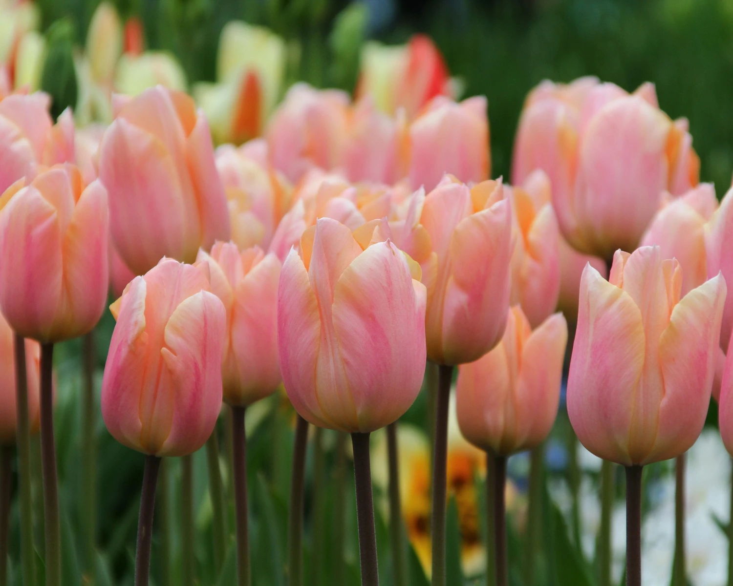Tulip 'Apricot Beauty' - Image 2