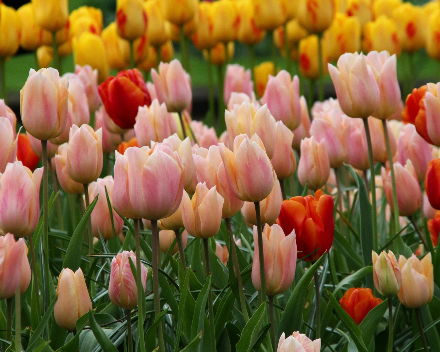 Tulip 'Apricot Beauty' - Image 6