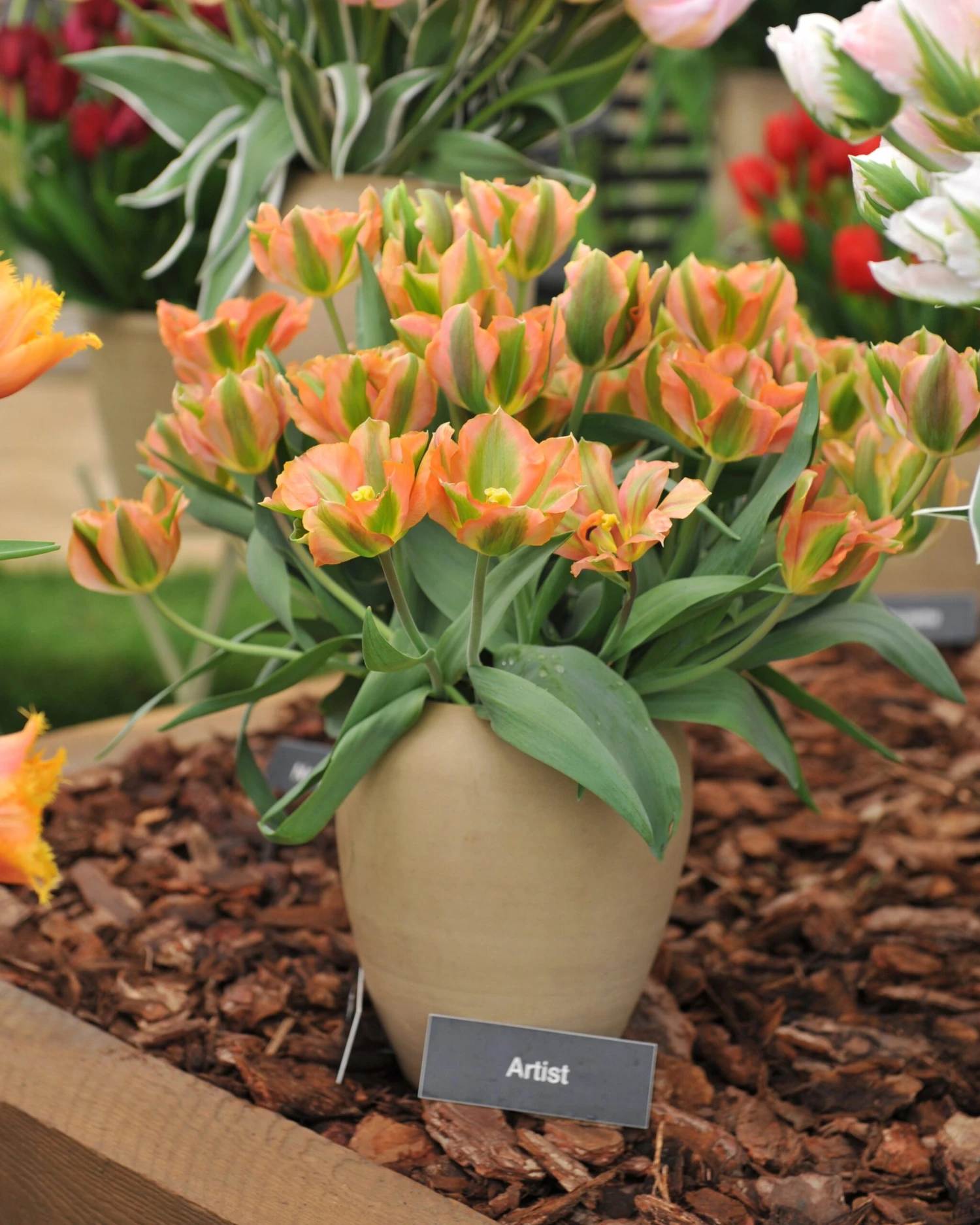 Tulip 'Artist' - Image 4