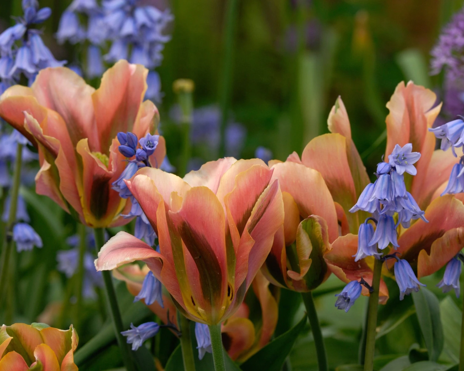 Tulip 'Artist' - Image 6