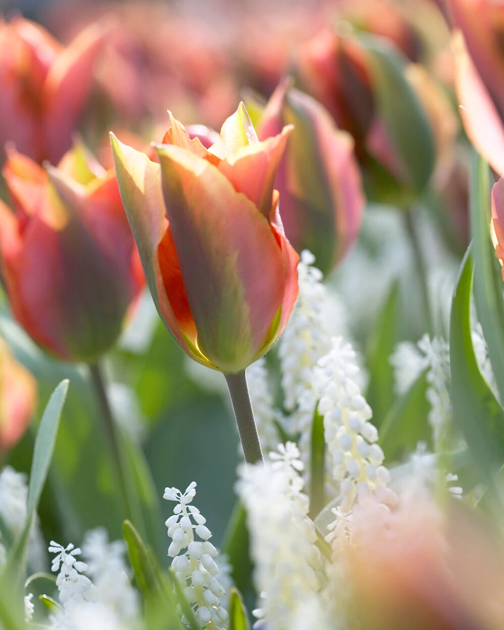 Tulip 'Artist' - Image 9