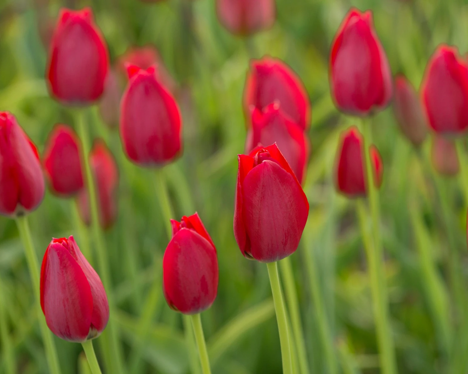 Tulip Aximensis - Image 6