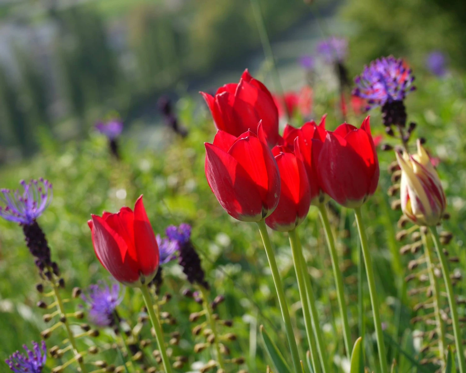 Tulip Aximensis - Image 8
