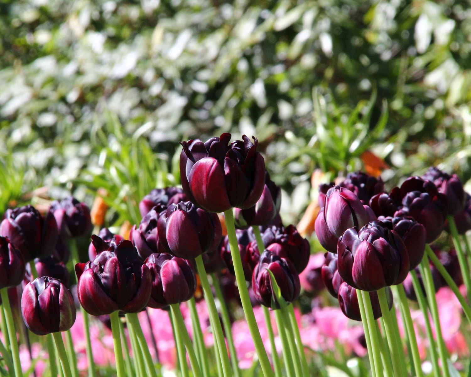 Tulip 'Black Hero' - Image 3