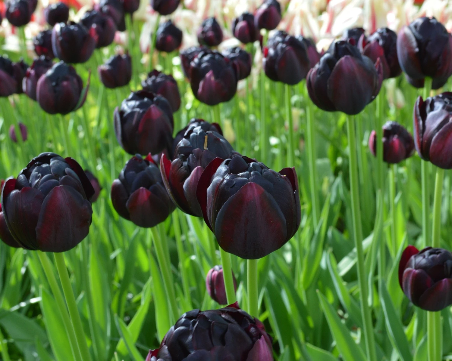Tulip 'Black Hero' - Image 8