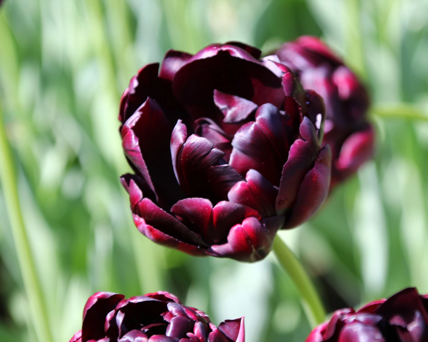Tulip 'Black Hero' - Image 2
