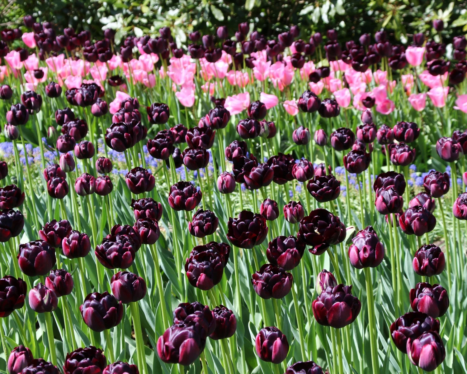 Tulip 'Black Hero' - Image 7