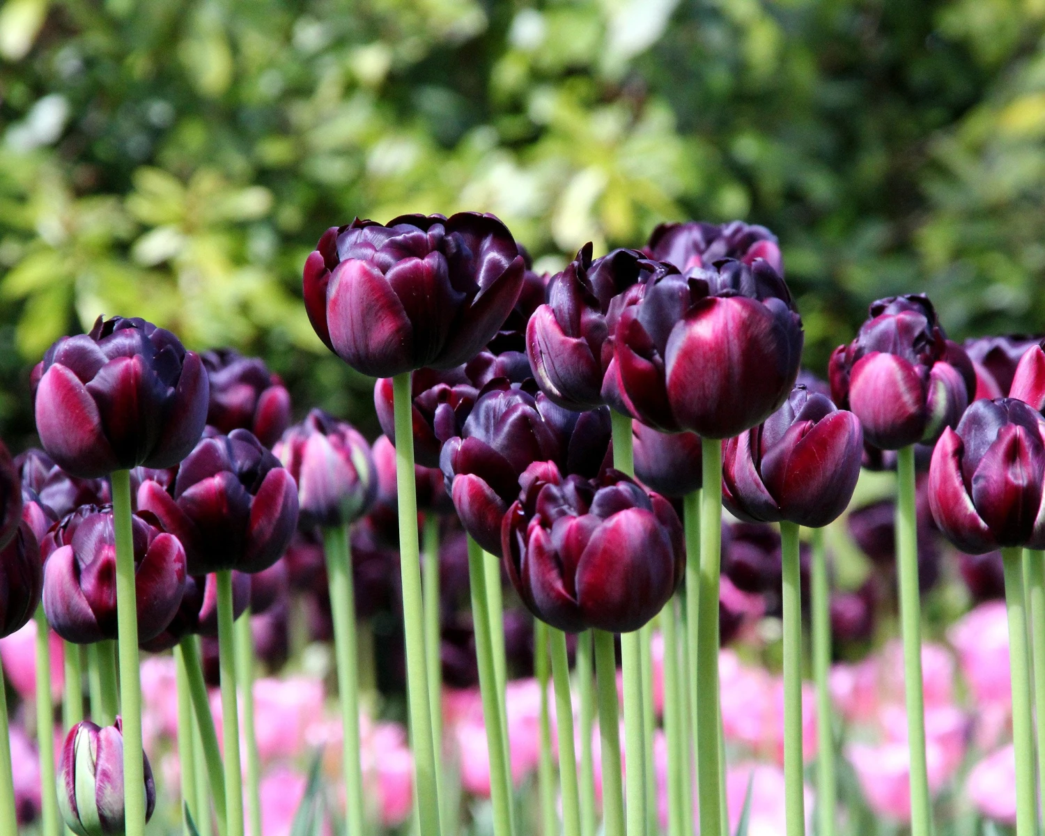 Tulip 'Black Hero' - Image 9