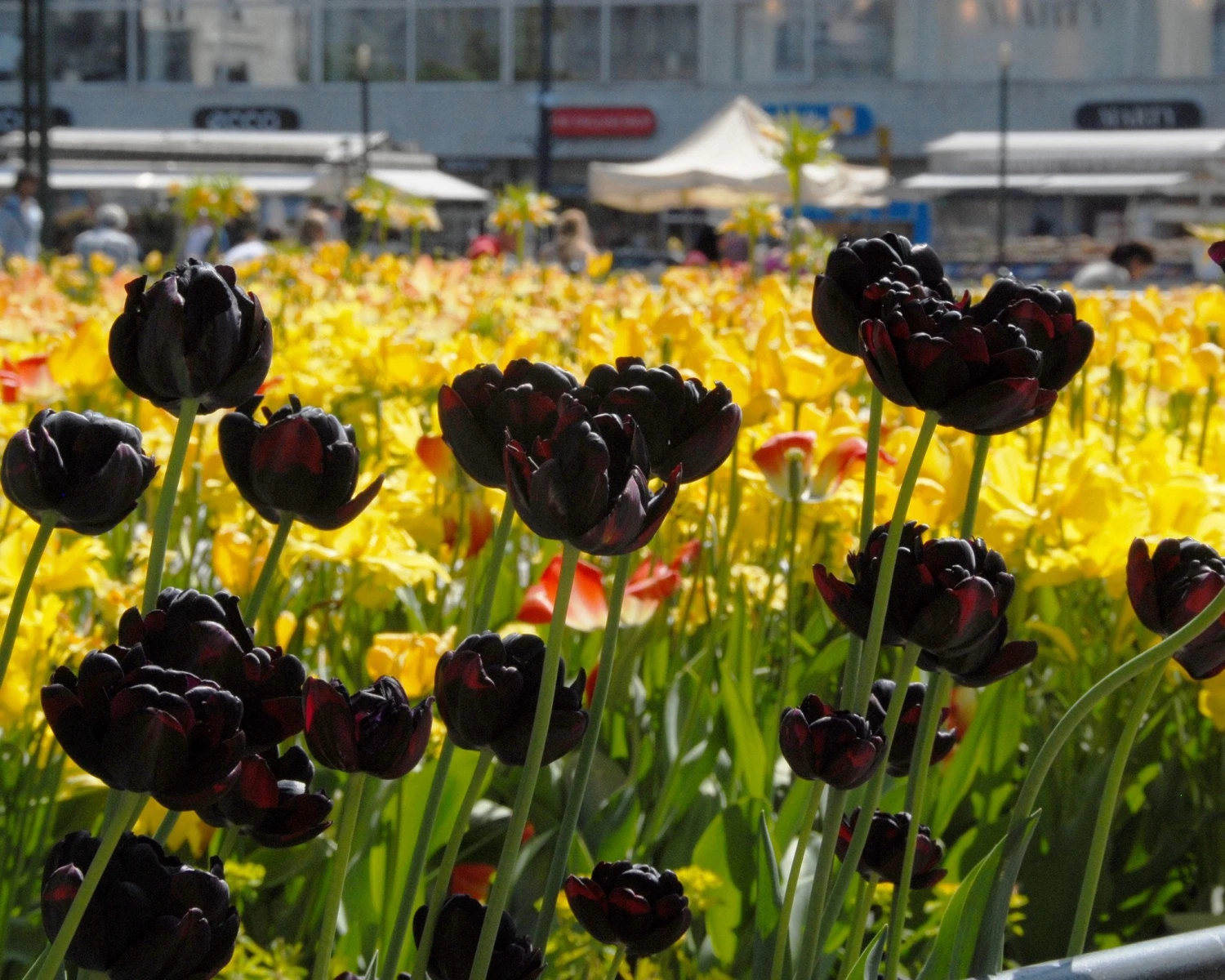 Tulip 'Black Hero' - Image 4