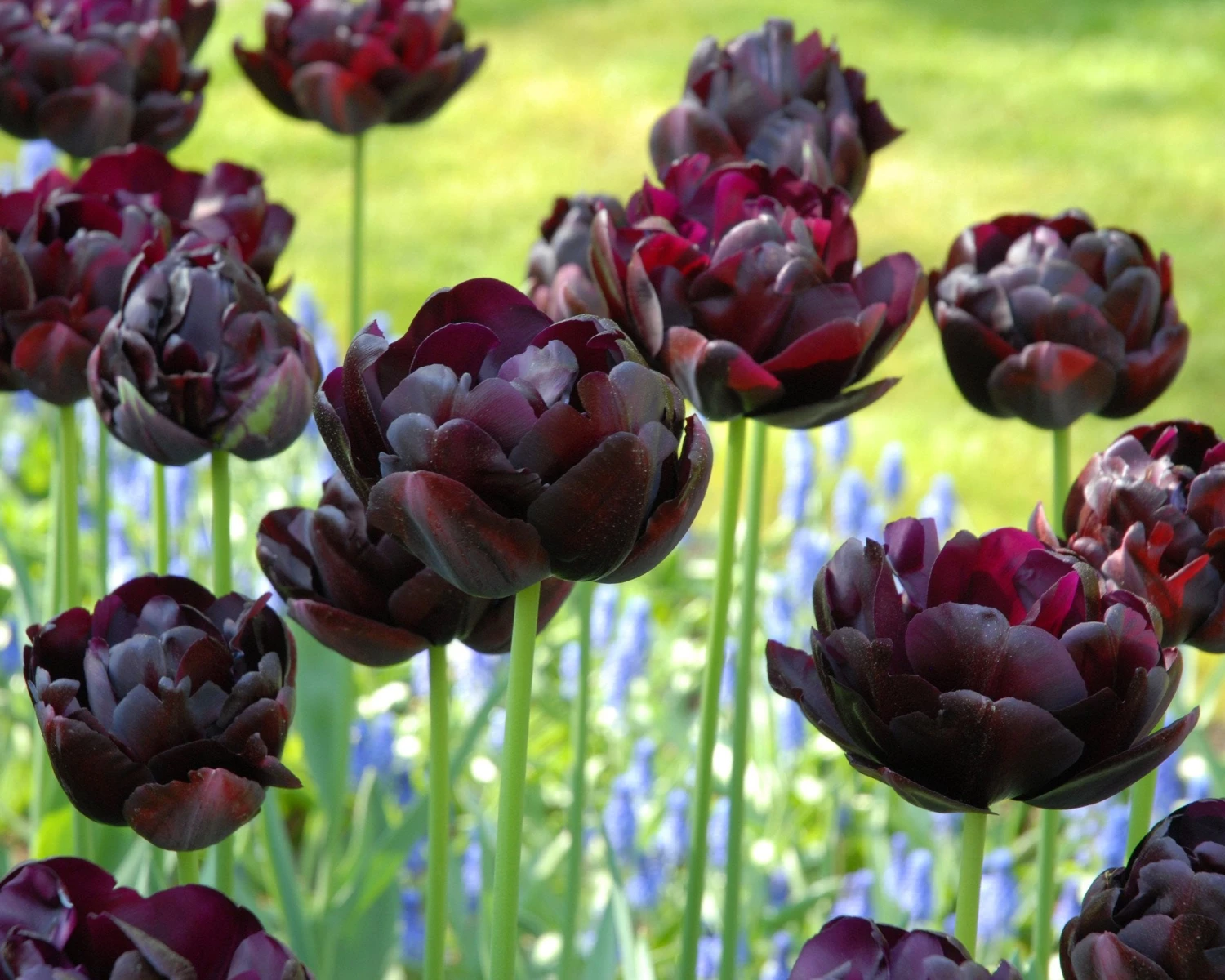 Tulip 'Black Hero' - Image 5