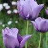 Tulip 'Bleu Aimable'