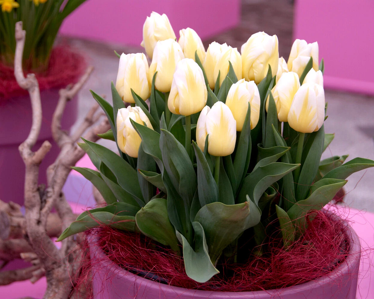 Tulip 'Calgary Flames' - Image 6