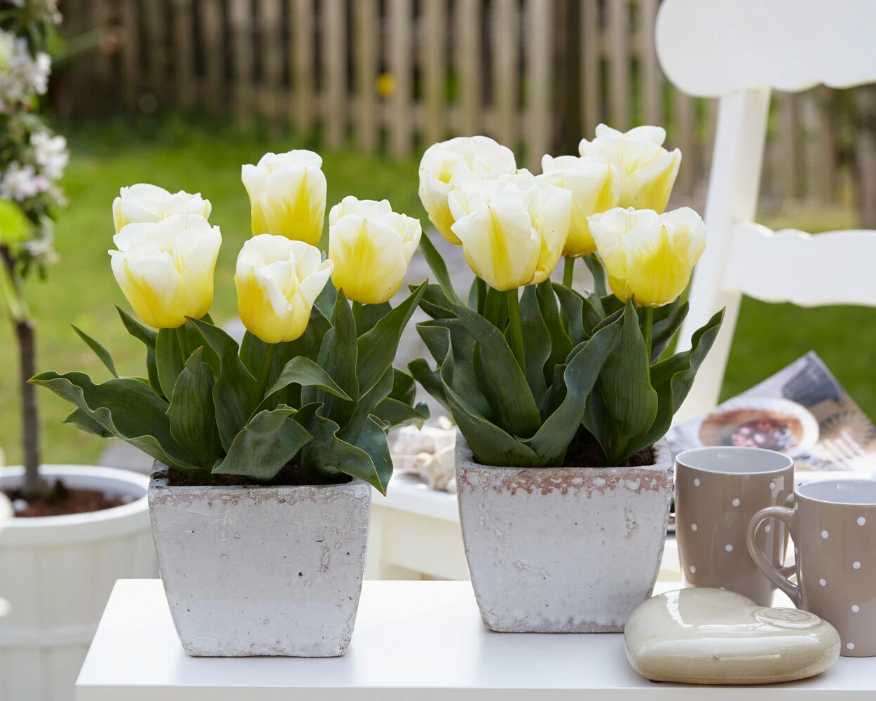 Tulip 'Calgary Flames' - Image 10