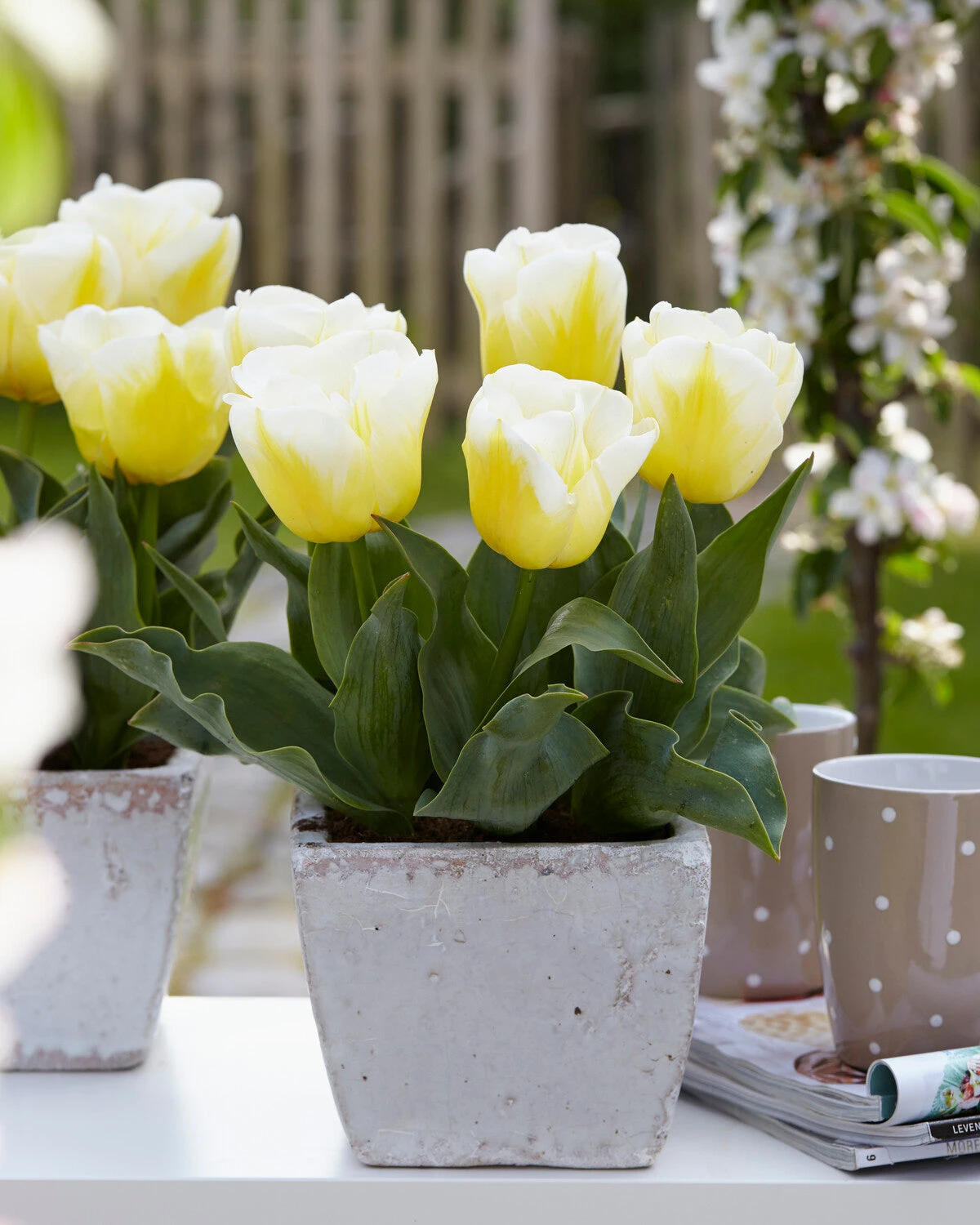 Tulip 'Calgary Flames'