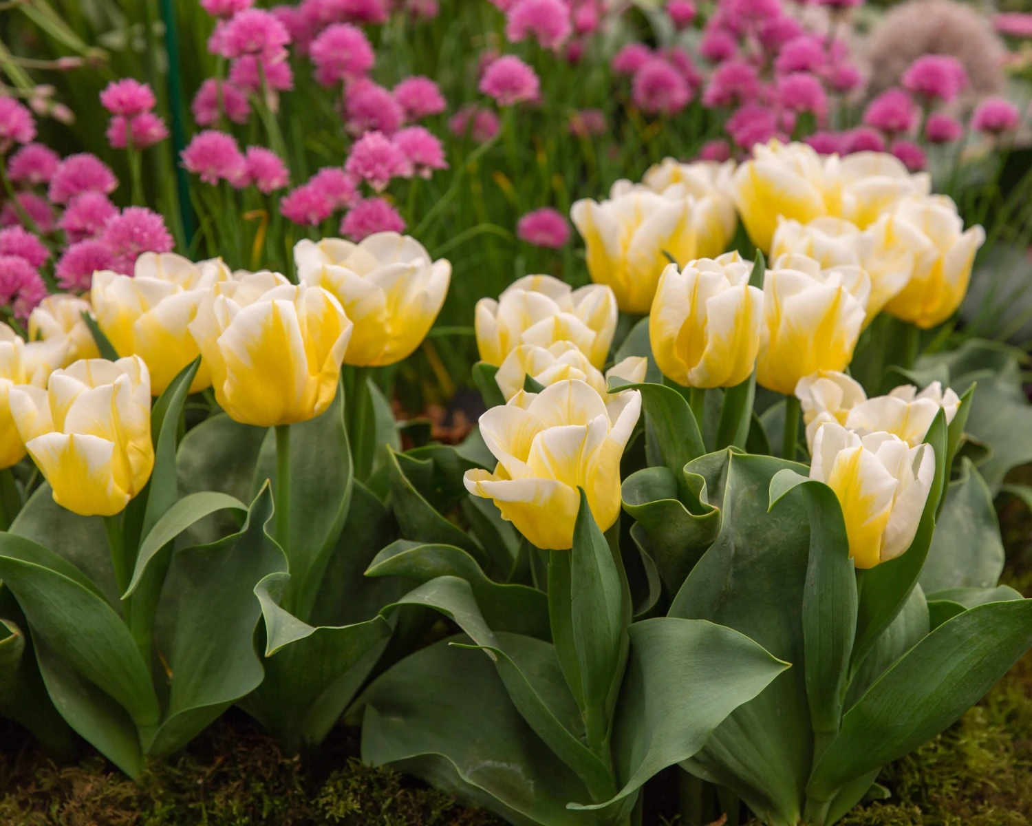 Tulip 'Calgary Flames' - Image 7