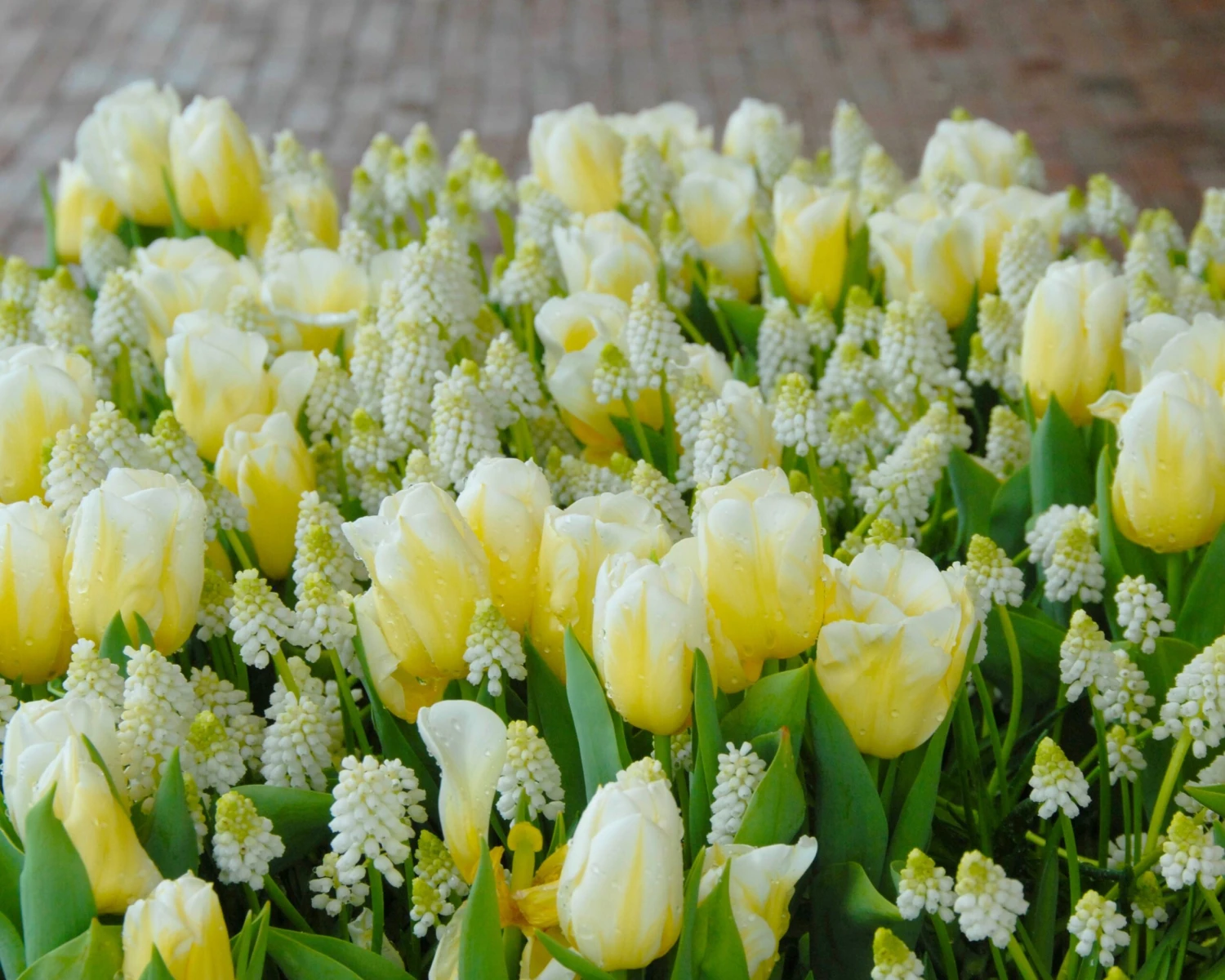 Tulip 'Calgary Flames' - Image 5