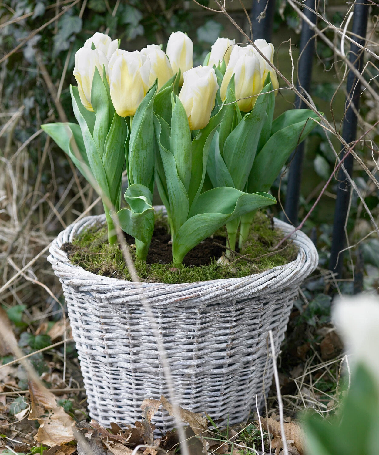 Tulip 'Calgary Flames' - Image 3