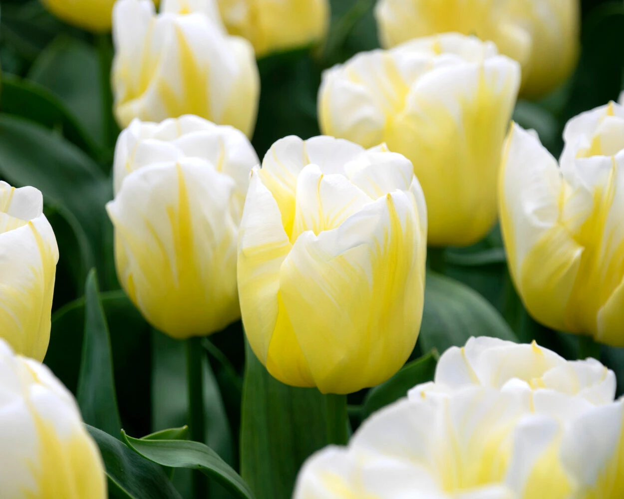 Tulip 'Calgary Flames' - Image 4