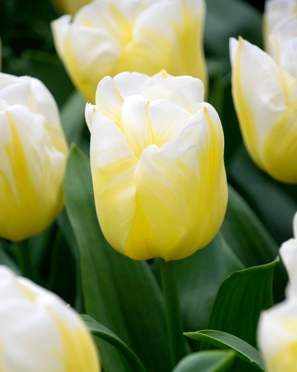 Tulip 'Calgary Flames' - Image 8