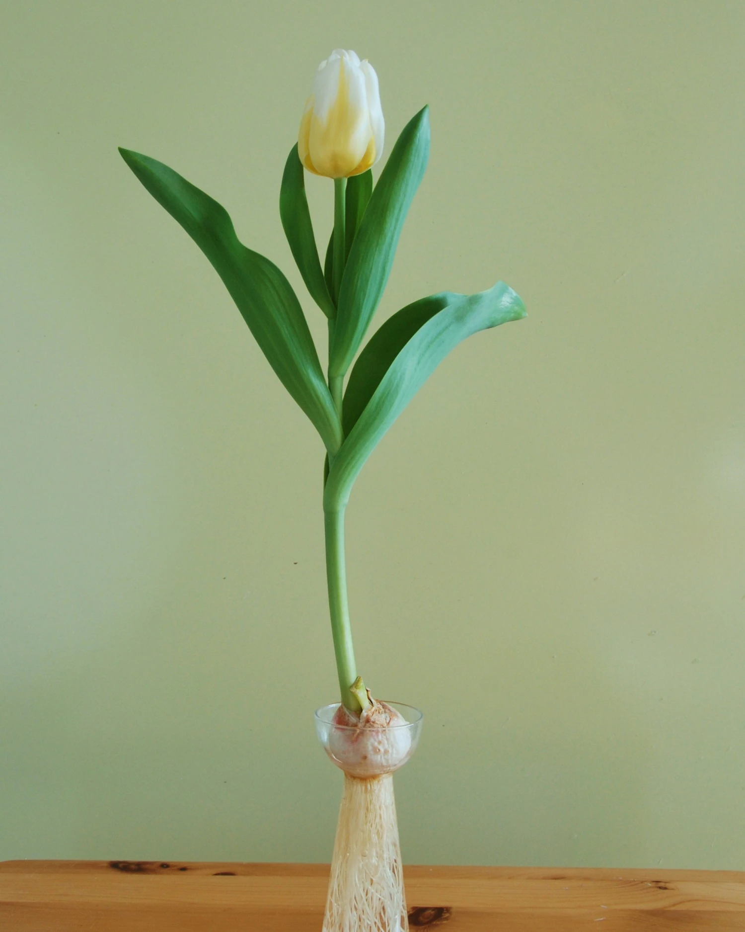 Tulip 'Calgary Flames' - Image 9