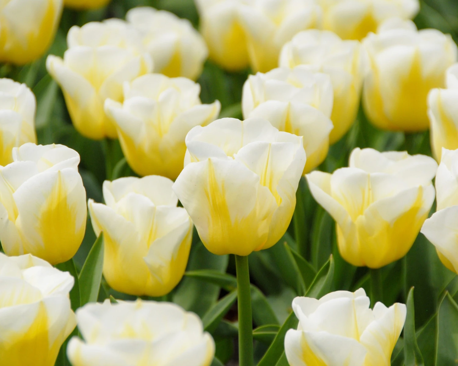 Tulip 'Calgary Flames' - Image 2