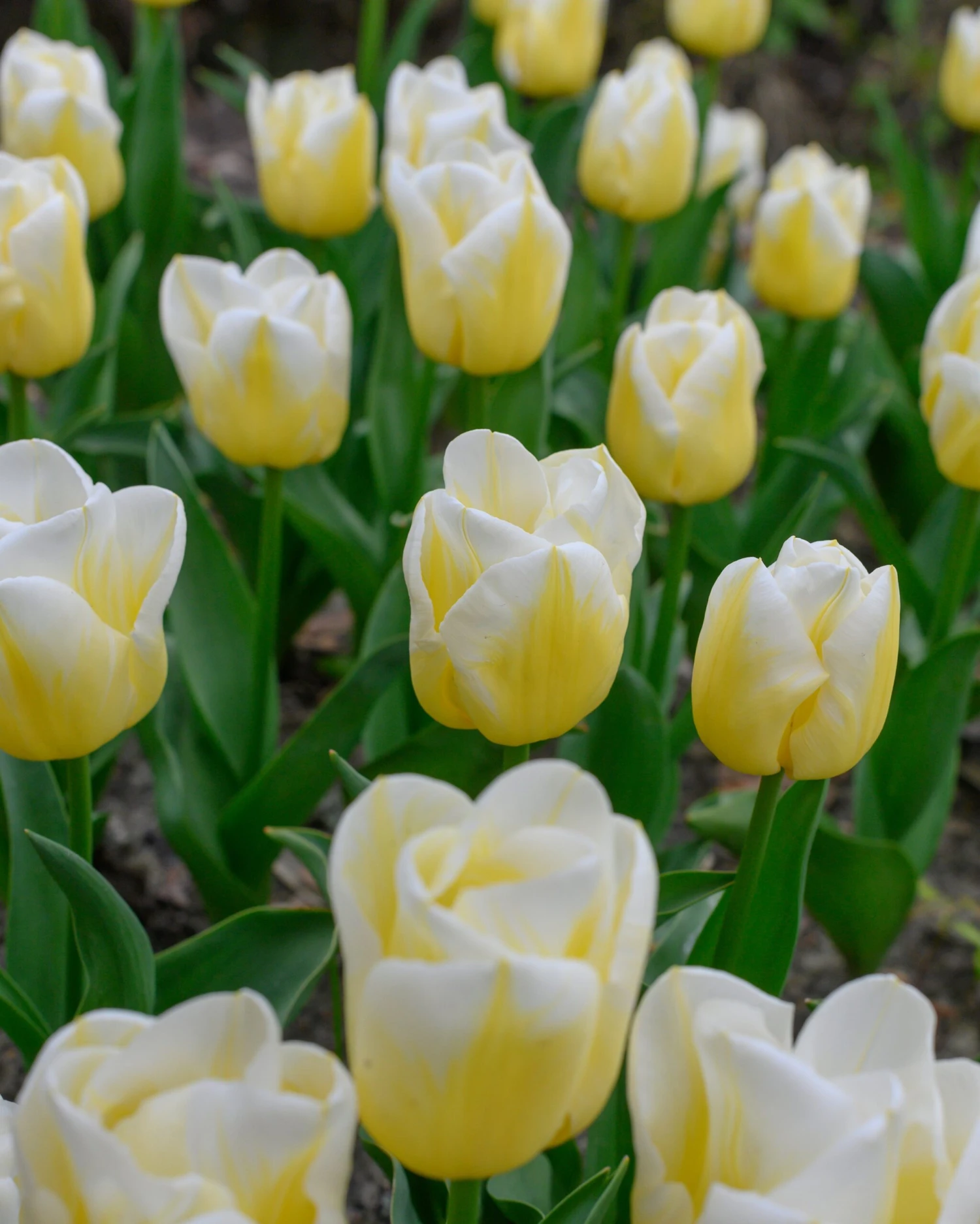 Tulip 'Calgary Flames' - Image 11