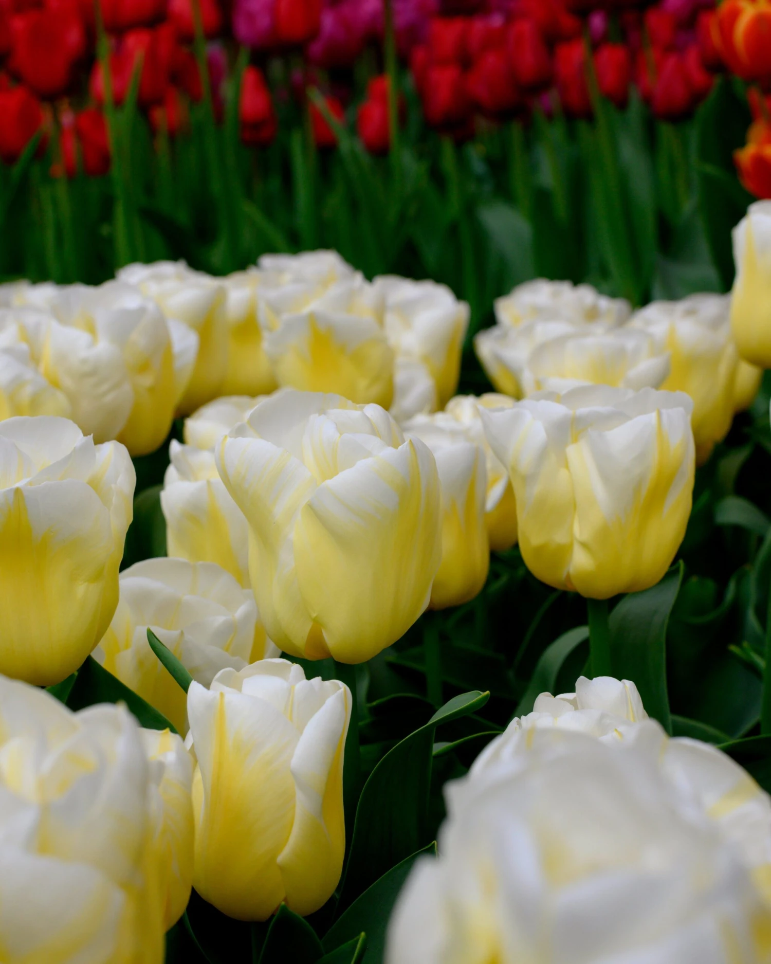 Tulip 'Calgary Flames' - Image 12