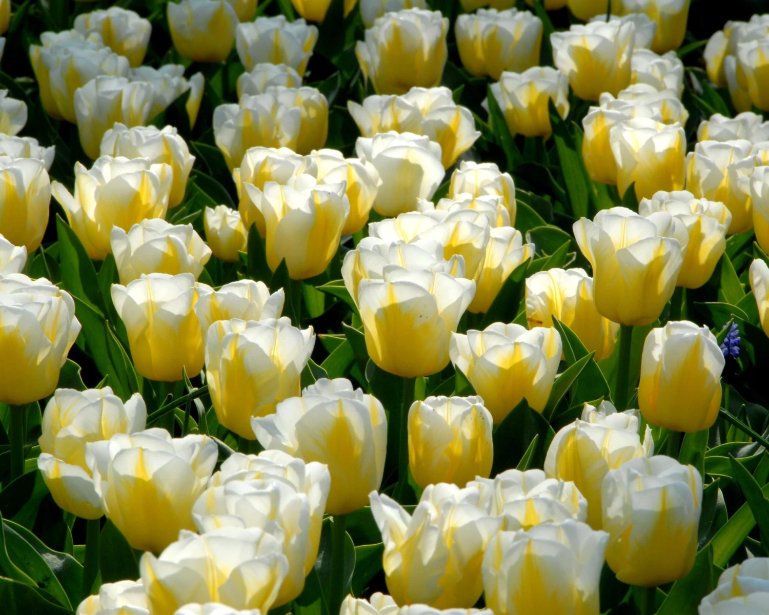 Tulip 'Calgary Flames' - Image 13