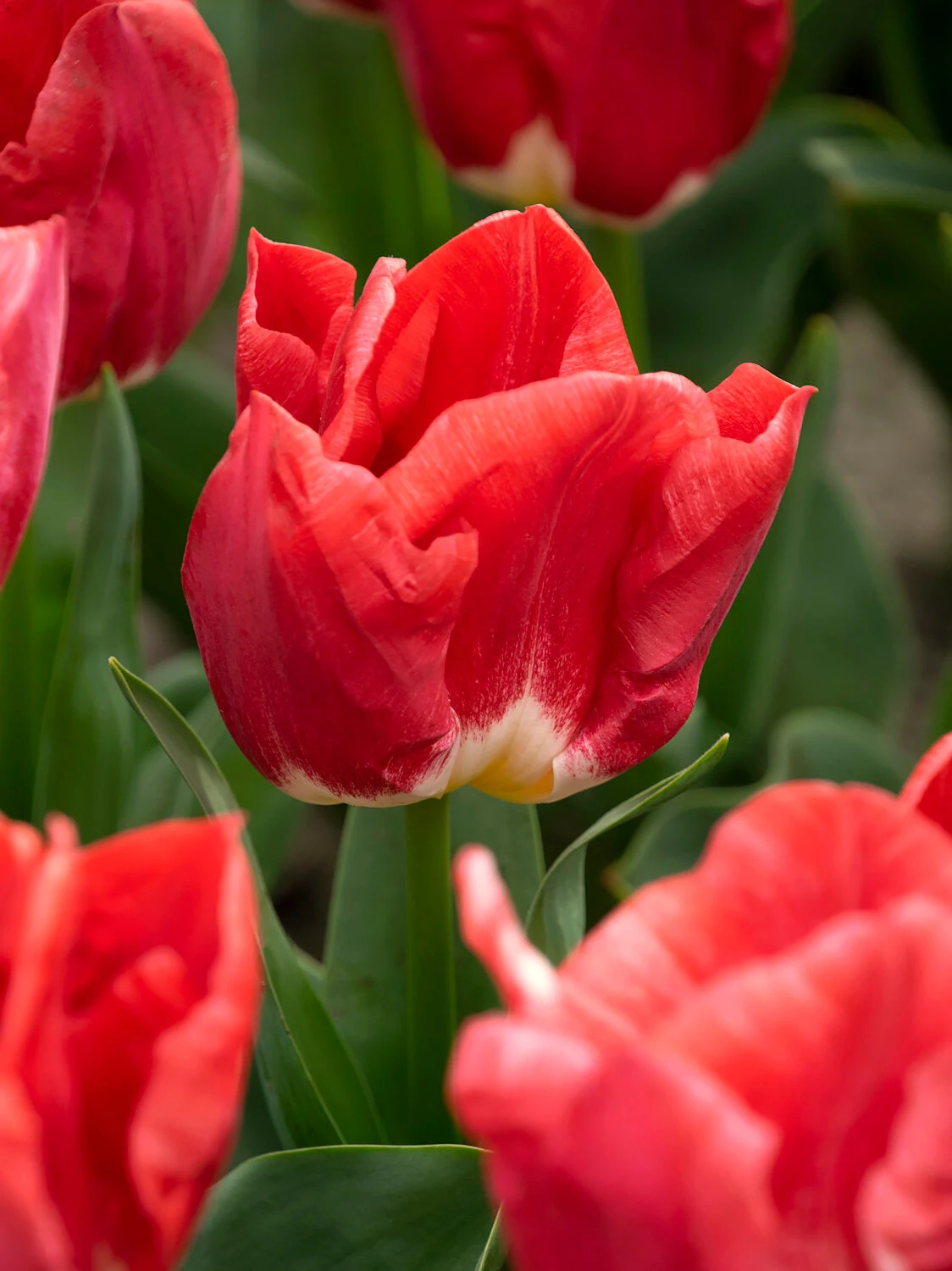 Tulip 'Calgary Red' - Image 2
