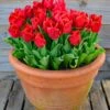 Tulip 'Calgary Red'