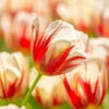 Tulip 'Carnaval De Rio'