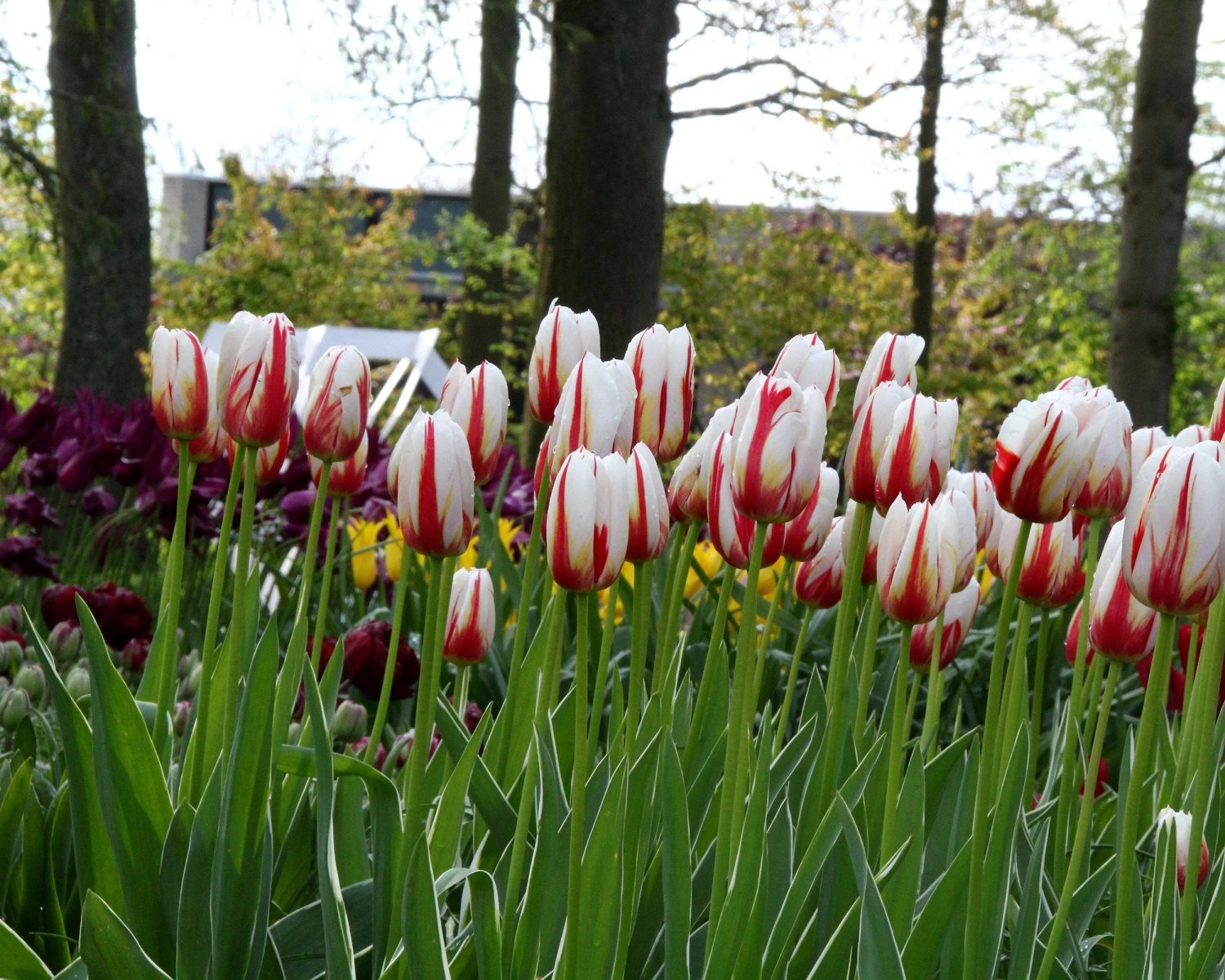 Tulip 'Carnaval De Rio' - Image 6