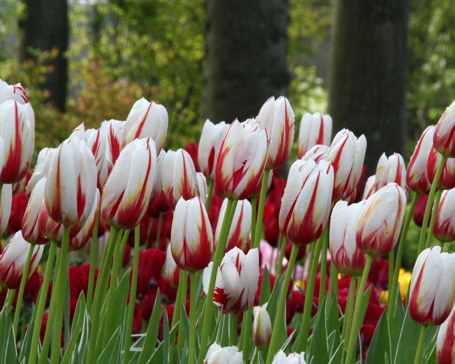 Tulip 'Carnaval De Rio' - Image 3