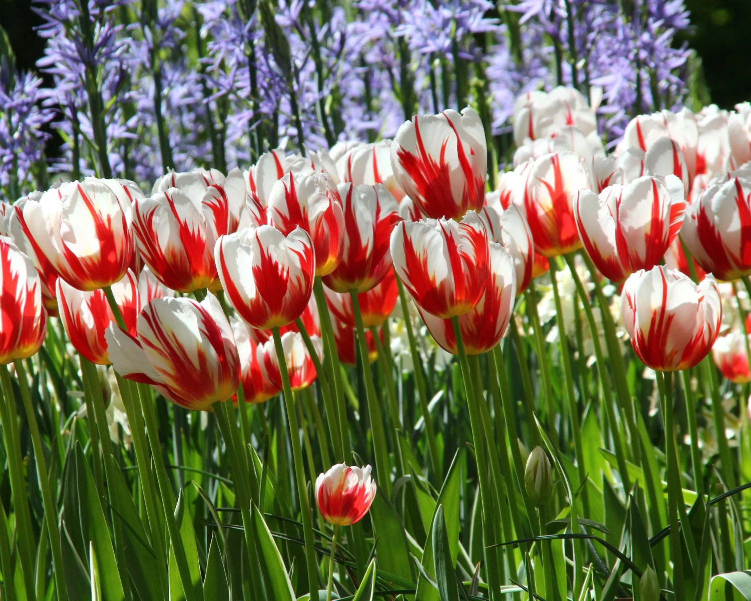 Tulip 'Carnaval De Rio' - Image 5