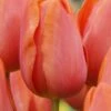 Tulip 'Charade'
