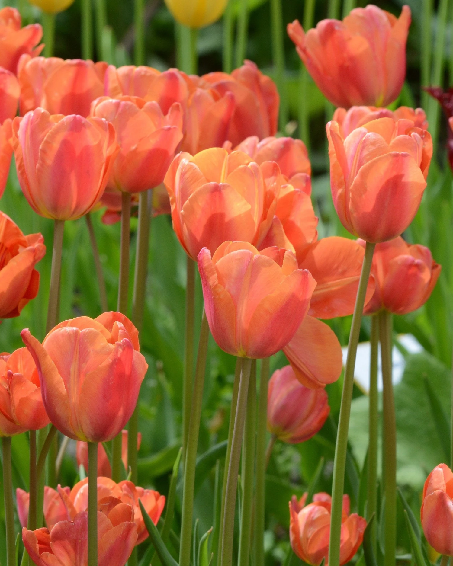 Tulip 'Charade' - Image 4