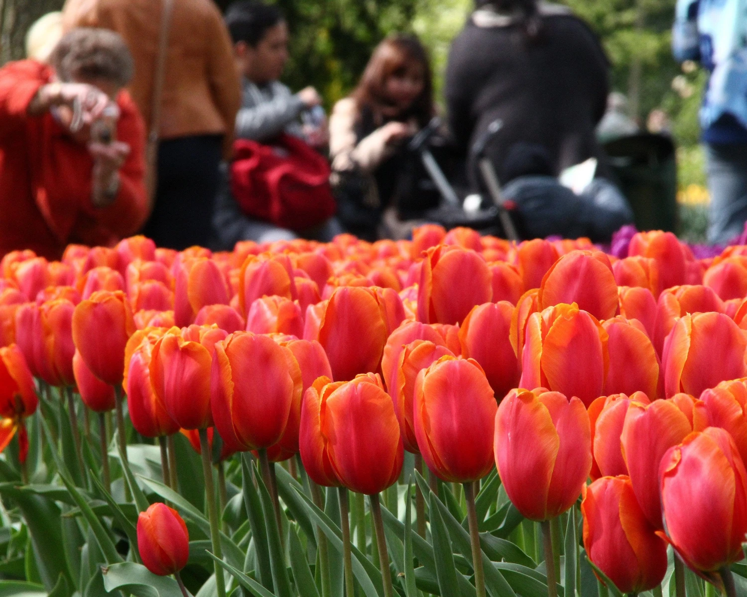Tulip 'Charade' - Image 5