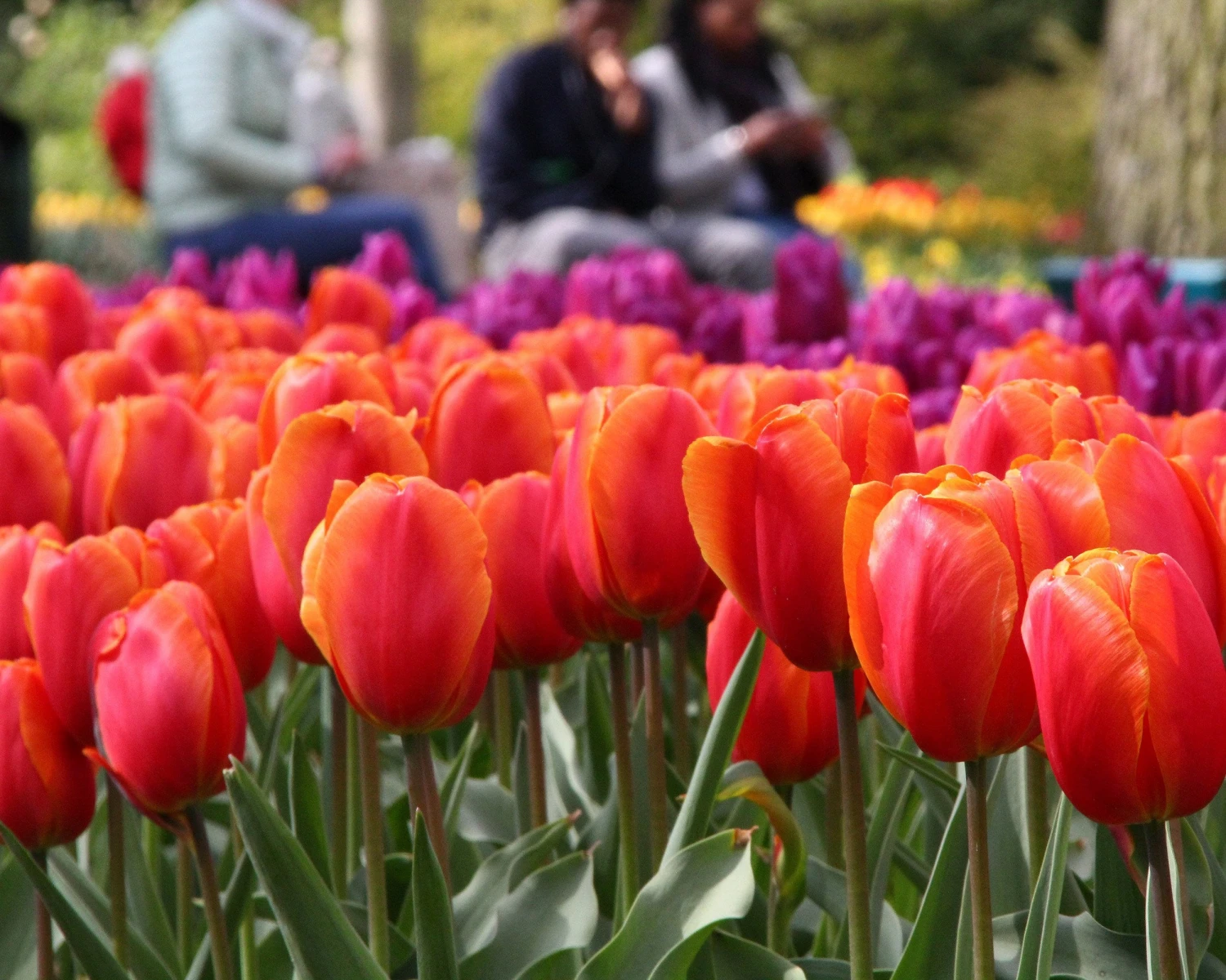 Tulip 'Charade' - Image 3