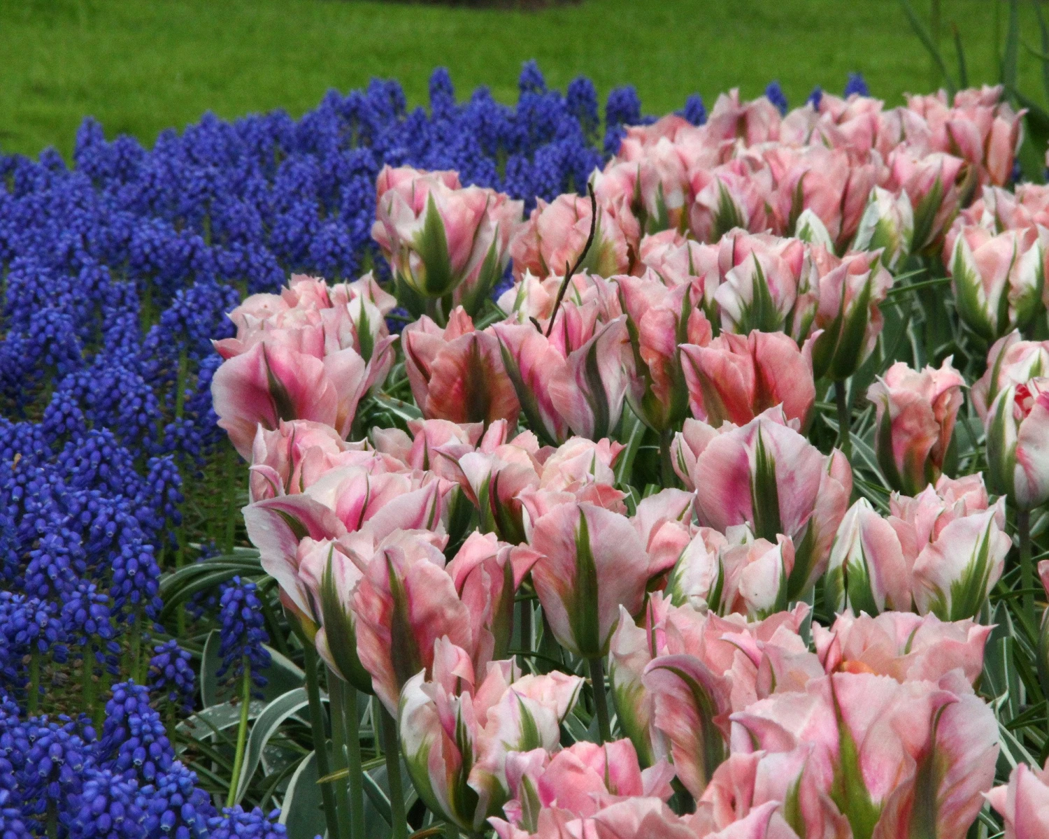 Tulip 'China Town' - Image 2