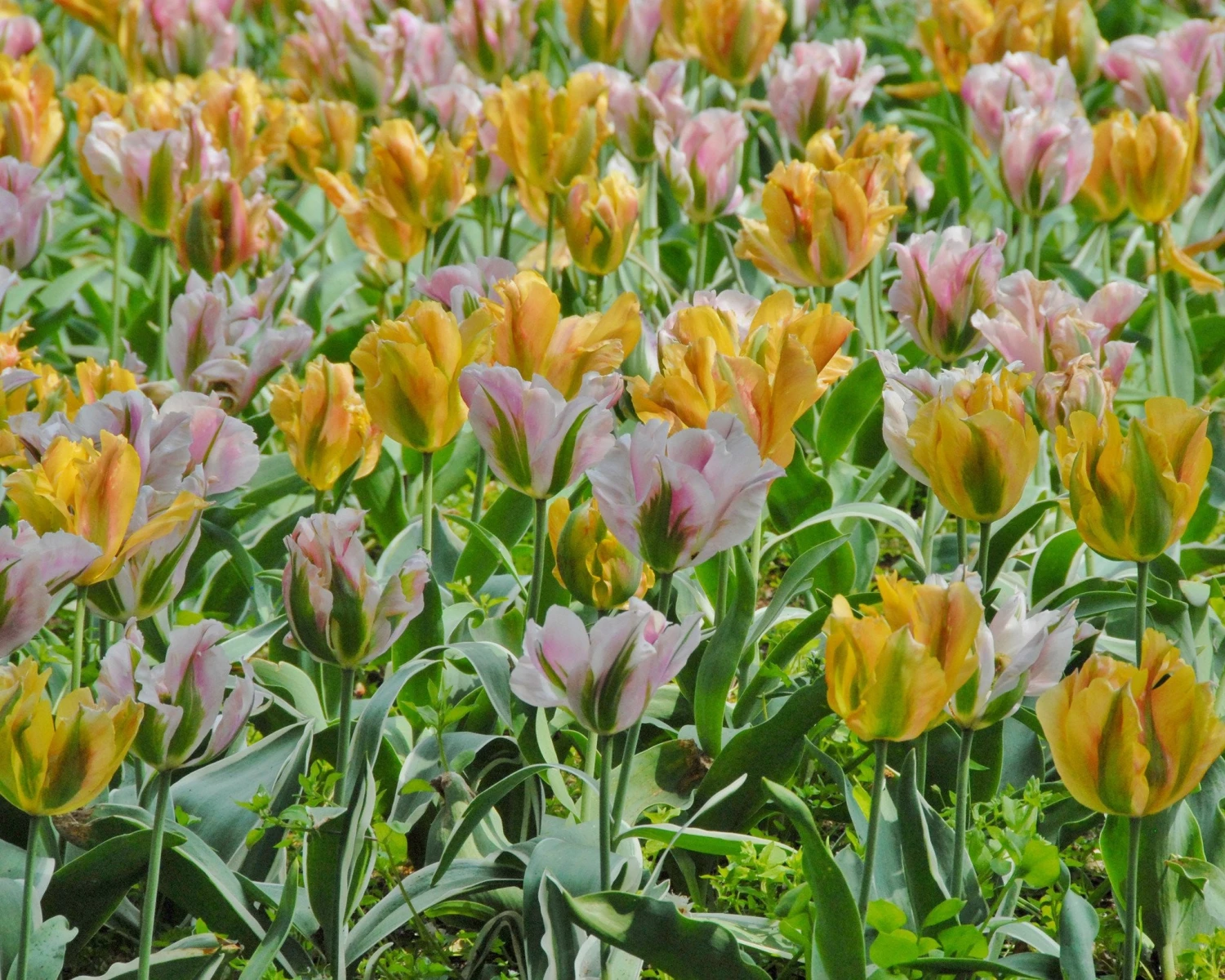 Tulip 'China Town' - Image 6