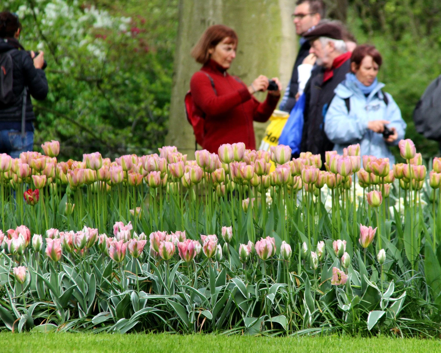 Tulip 'China Town' - Image 3