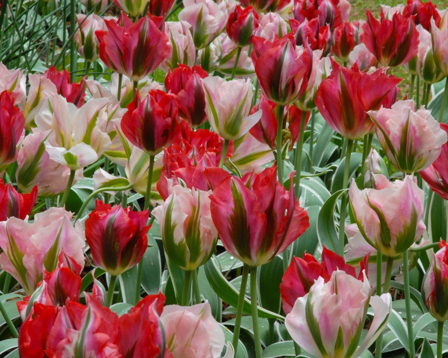 Tulip 'China Town' - Image 5