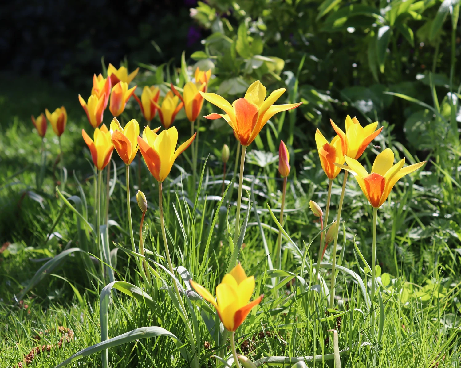 Tulip Clusiana Var. Chrysantha - Image 2